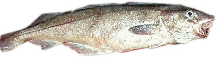 ÝSa Mjög lítið framboð var af fiski á mörkuðum í síðustu viku. Kílóverðið var því mjög hátt.