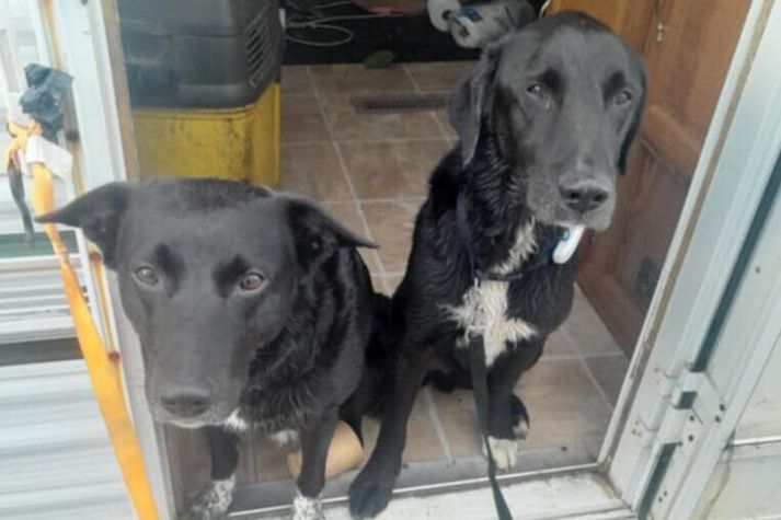 Vinstra megin er Kolka, 10 ára og hægra megin er Kolur, 11 ára. Bæði voru þau blanda af border collie og labrador.
