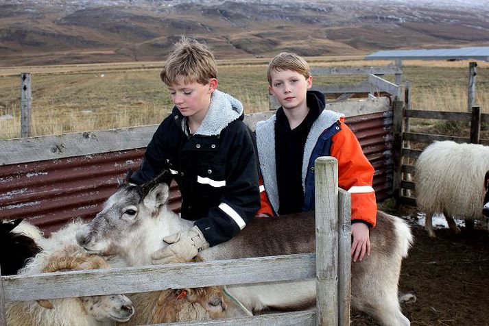 Tvíburabræðurnir Arnar Óli og Hjálmar Óli Þorvarðarsynir eru himinlifandi með hreindýrskálfinn Hrein. Mynd/þorvarður Ingimarsson