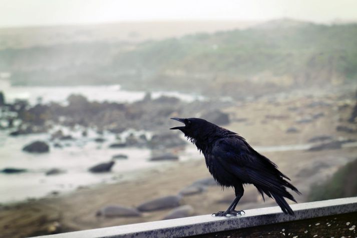 The latest bird taken in by the family was Kashmir, who made something of a name for himself in the local area, attending parties, going to the gym and watching football matches.