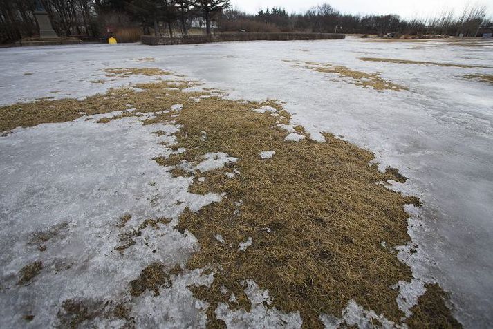 Gras þolir að liggja undir klaka í tvo til þrjá mánuði, en eftir það fer það að skemmast. 