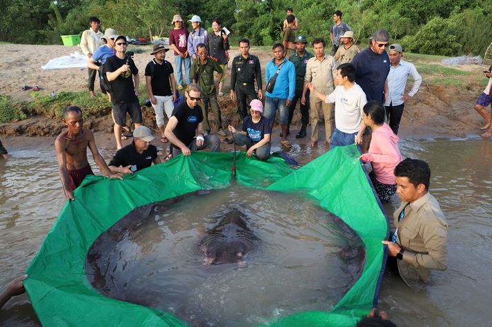 Starfsmenn Wonders of the Mekong ásamt veiðimönnunum sem fundu skötuna og öðrum þorpsbúum.