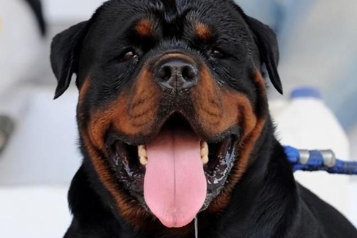 Hundur af sömu tegund og beit konuna. Rottweiler.