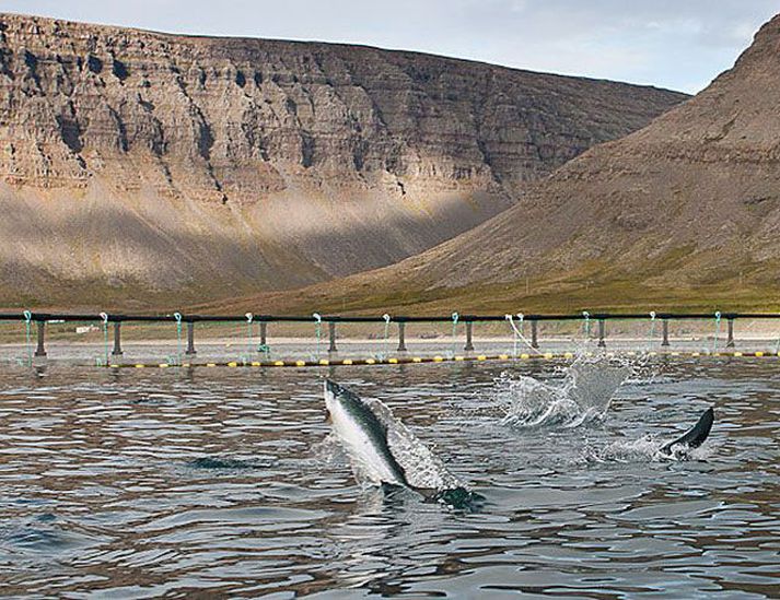 Laxar í sjókvíum Fjarðalax á Vestfjörðum.