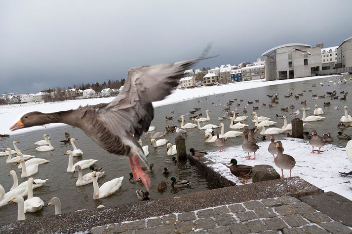 Ungir menn hafa gert sér það að leik að undanförnu að skjóta flugeldum og kínverjum að fuglunum sem hafa fundið sér athvarf á Tjörninni í miðborg Reykjavíkur.