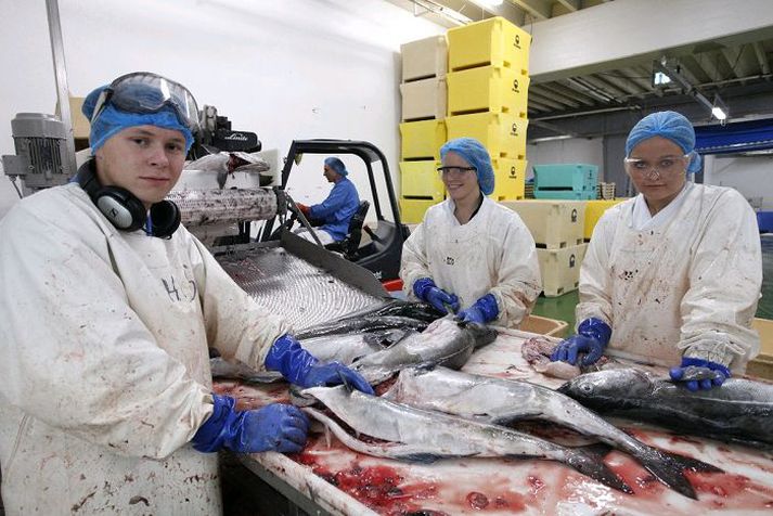 Hér eru þau Hjörleifur Guðjónsson, systir hans Aðalheiður Guðjónsdóttir og Ólöf Sigurðardóttir að slægja ufsa. Aðalheiður, sem er MR-ingur, segir sumarhýruna duga allan veturinn.mynd/stefán