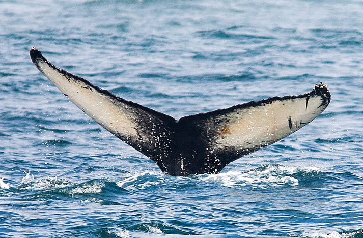 Erlendir ferðamenn flykkjast í hvalaskoðun til Íslands. 