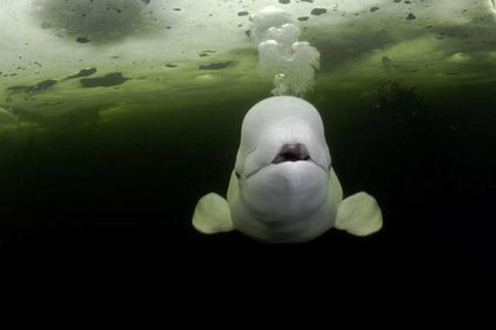 Mjaldurinn minnir heimamenn helst á formann Framsóknarflokksins.