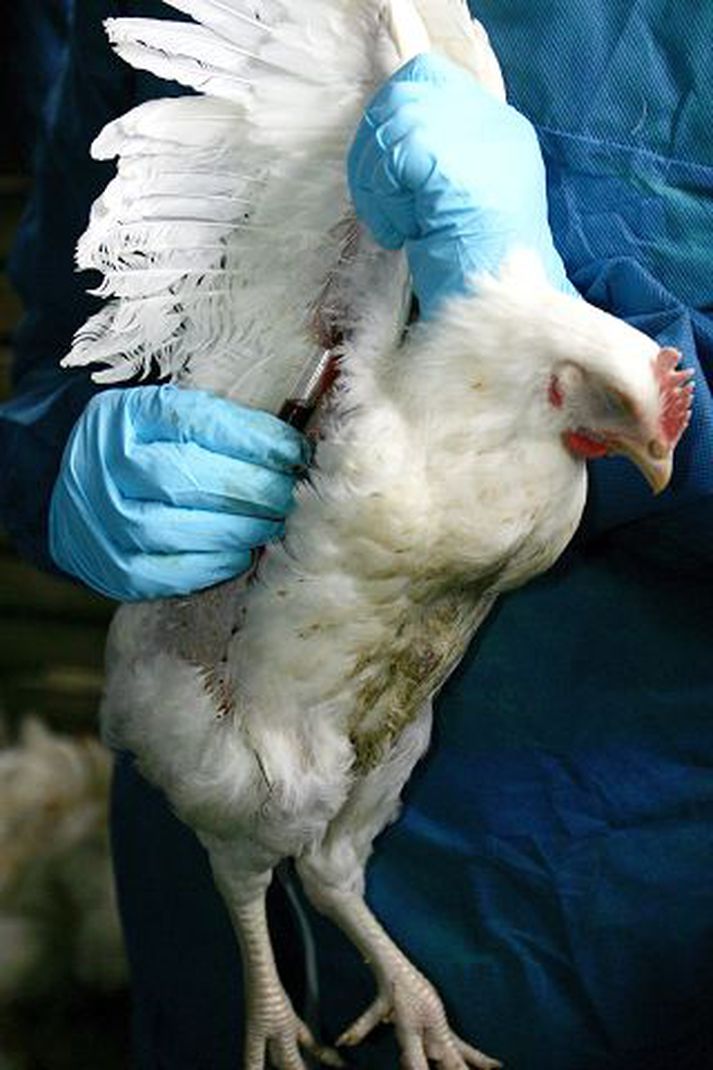 Allur er varinn góður. Frakkar undirbúa viðbrögð við fuglaflensu og hyggjast verja sem nemur 12 milljörðum króna til sóttvarna.