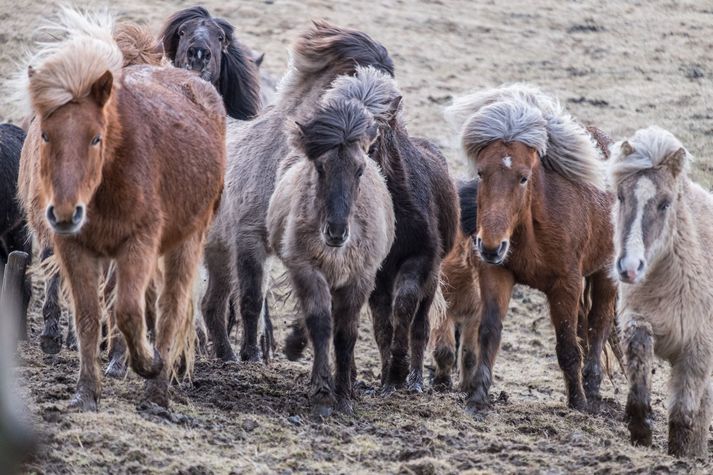 „Það slær okkur öll þegar við horfum upp á illa meðferð á dýrum og allir eru sammála um að það á aldrei að líðast. Æsifréttamennska og einhliða umræða er hins vegar ekki liður í því að bæta velferð dýra hérlendis,“ segir í færslu Dýralæknafélags Íslands.