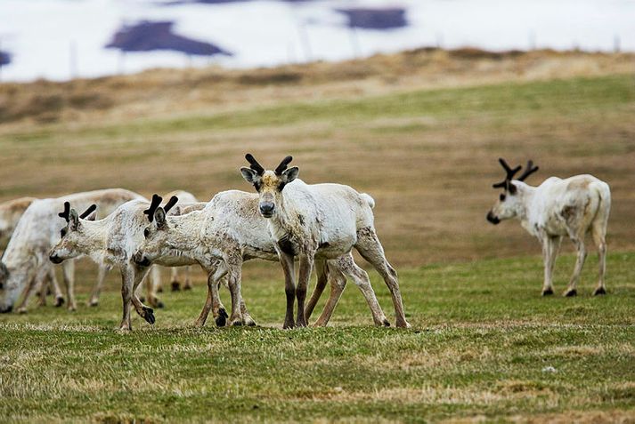 Jón Hávarður Jónsson, formaður Félags leiðsögumanna með hreindýraveiðum, segir furðulegt að Jarðarvinir þrýsti á Náttúrustofu Austurlands til að birta ótímabærar niðurstöður sem ekki sé hægt að styðja með marktækri rannsókn. Slík rannsókn yrði að taka til nokkurra ára. 