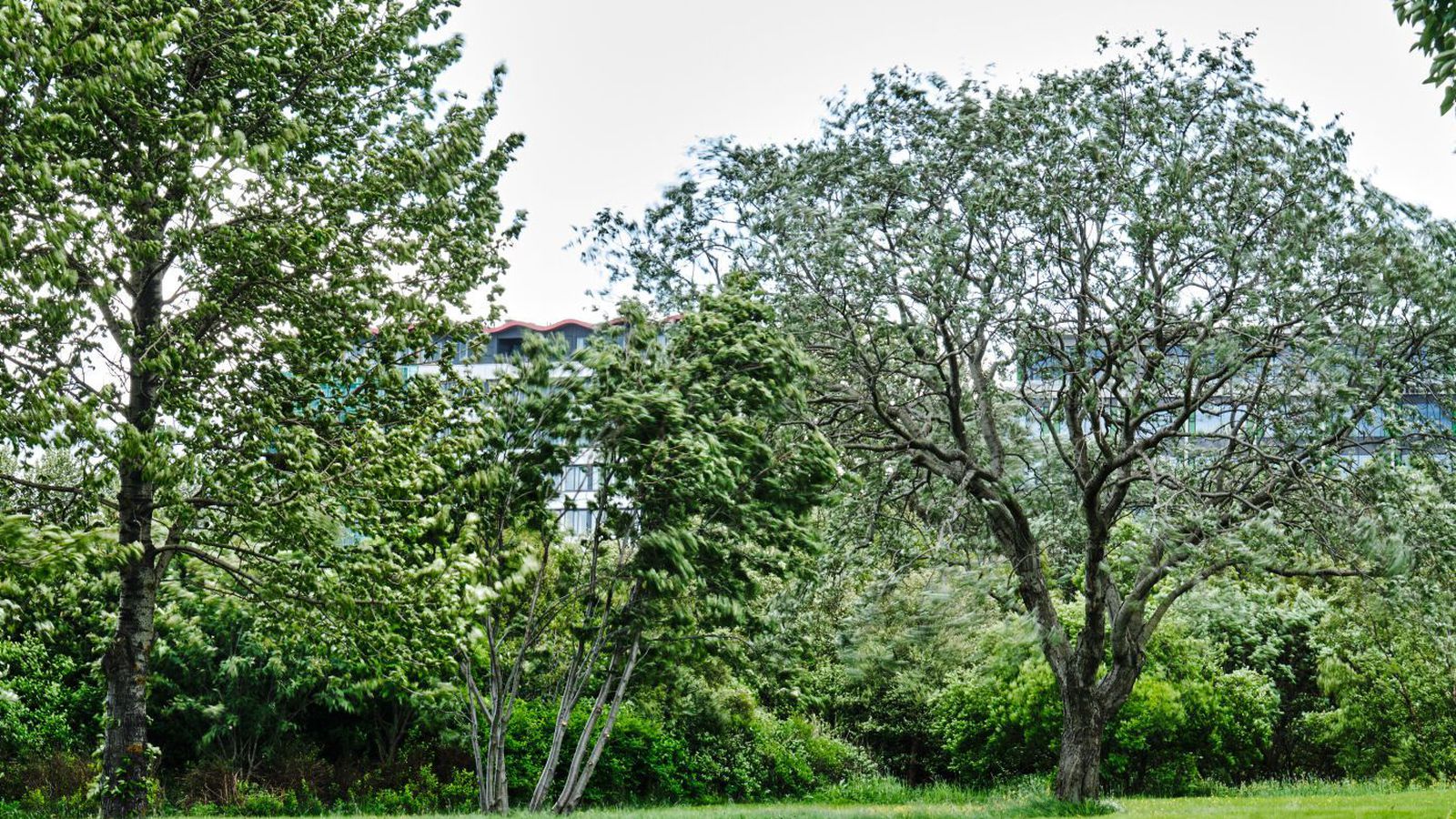 Neitar að hafa nauðgað stúlku milli trjáa