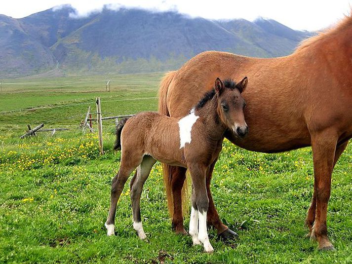 Folöld Matvælastofnun ítrekar að hestaeigendur hugsi vel um hross sín í vetur.