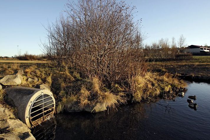 Bæjarstarfsmenn í Kópavogi og borgarstarfsmenn í Reykjavík hafa fiskað upp mikið af rottueitursstautum sem bárust í Fossvogslæk fyrir handvömm í sumar.