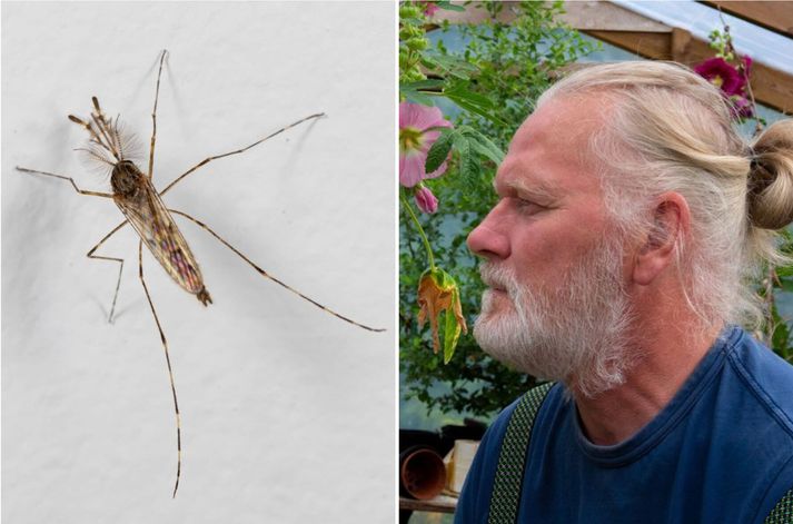 Björn Hjaltason er mikill áhugamaður um skordýr en hann segist spenntur að sjá hvort fleiri moskítóflugur banki upp á.
