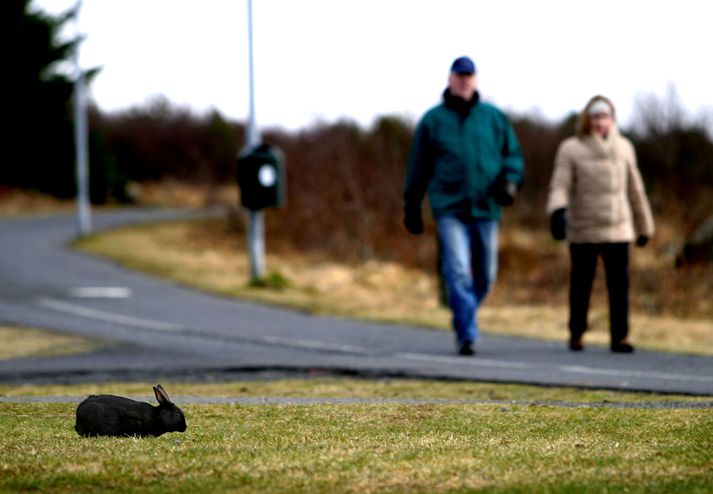 Kanína í Öskjuhlíðinni.
