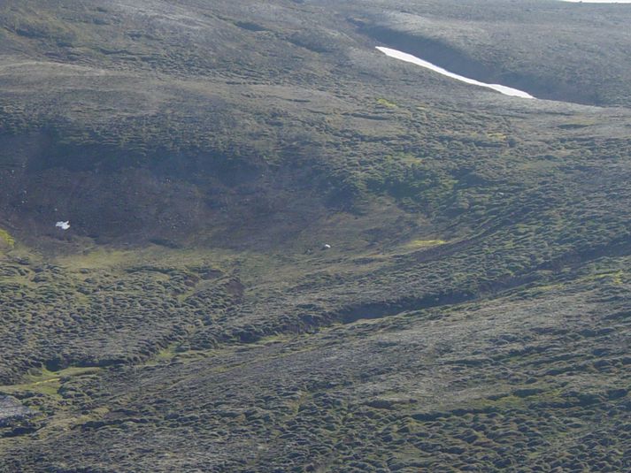 Ísbjörn eða kind?