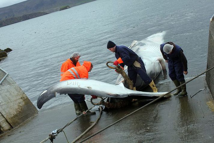 Hvalveiðar Langreyðarkvóti jókst úr níu árið 2009 í 184 árið 2013.