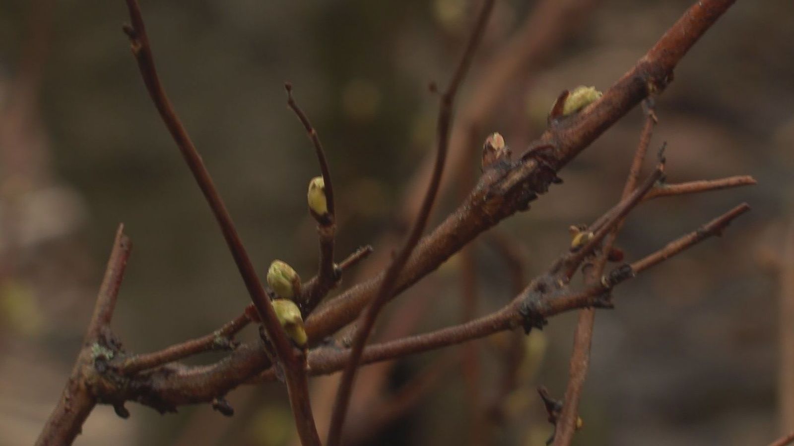 Blíðan haft á­hrif á gróður sem lætur þó ekki plata sig