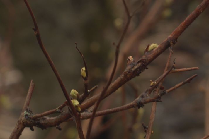 Plöntur í Grasagarðinum eru byrjaðar að þjófstarta vorinu.