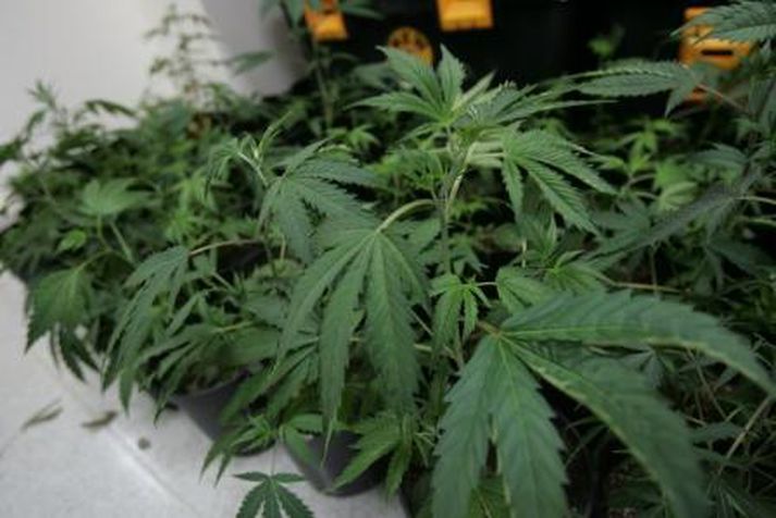 40 plöntur fundust í heimahúsi.