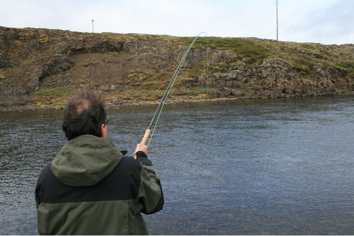 Lax þreyttur í Skammadalsbreiðu í Breiðdalsá