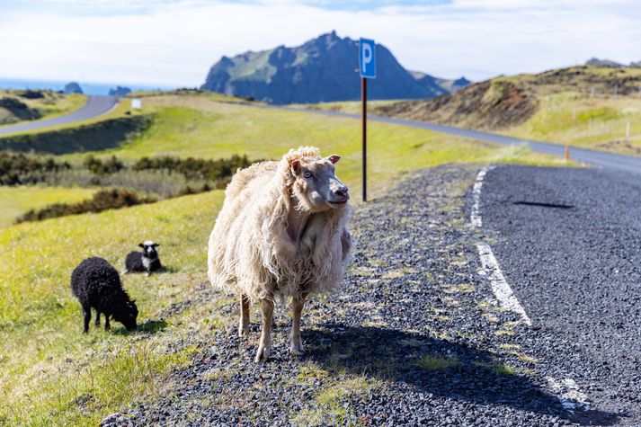 Ekki þurfti að fara í vörslusviptingu á býlinu. Mynd tengist fréttinni ekki beint.