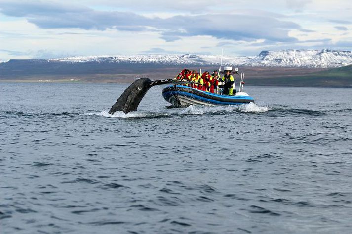 Rib-bátar eru stundum notaðir til að skoða hvali.