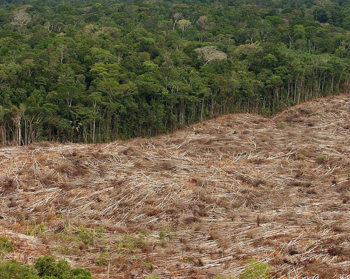 Stórum hlutum Amazon-regnskógarins hefur verið eytt til að rýma til fyrir nautgripa- og sojabaunaræktun. Næsti forseti Brasilíu gæti liðkað til fyrir eyðingu skógarins.