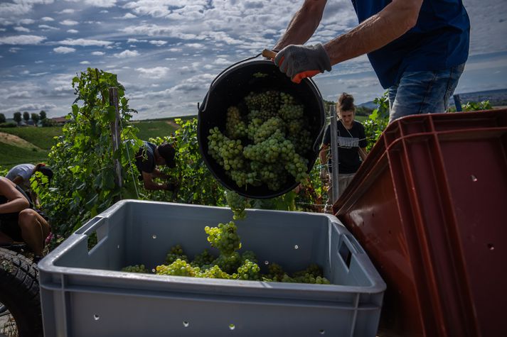 Verkamaður hellir Chardonnay-vínþrúgum í kassa í Hautvillers í Champagne-héraði um miðjan ágúst. Uppskera hefur aldrei hafist svo snemma þar eins og í ár.