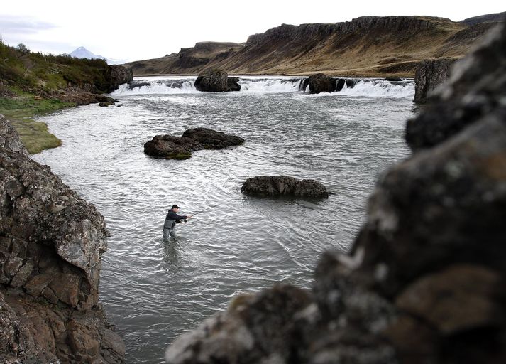 Norðurá í Borgarfirði er gjöful á og vinsæl meðal laxveiðimanna.