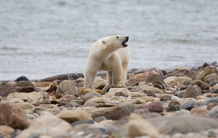 Ísbjörn við Hudsonflóa í Kanada. Þeim hefur fækkað mjög þar á undanförnum árum.