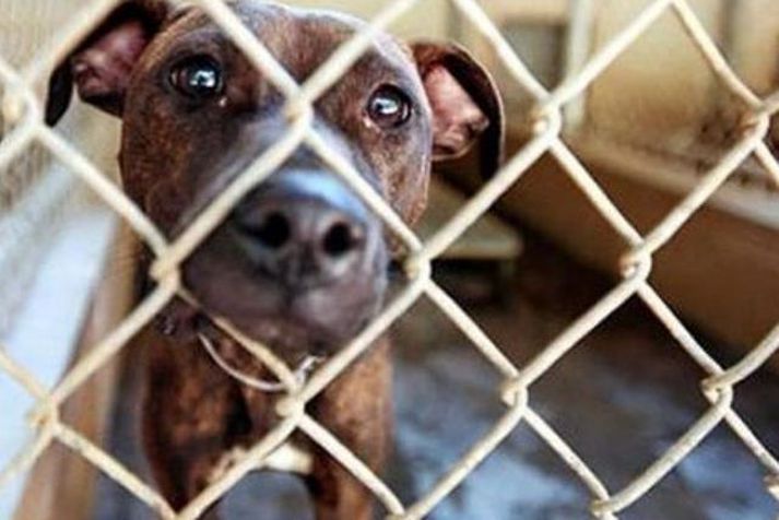 Hundar eru ekki á matseðli veitingastaðarins.