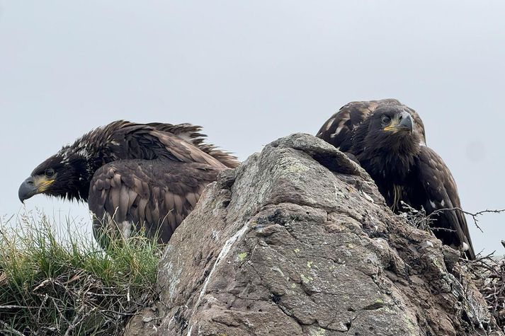 Tveir arnarungar í sama hreiðri, sem komust á legg síðastliðið sumar.