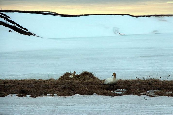 Álftirnar á nýja hreiðurstaðnum sem þeir Gunnsteinn og Baldur bjuggu þeim.Mynd/Baldur Þórarinsson