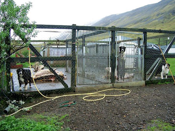 Hundabúrið Hér sjást hræin liggja hálfétin á víð og dreif um búr hundanna. Eigandi hundanna segir ekkert óeðlilegt við það að fóðra hundana á þessum hræjum. Fyrrverandi yfirdýralæknir segir ekki beint hægt að kalla þetta illa meðferð á dýrum en hún sé óeðlileg.