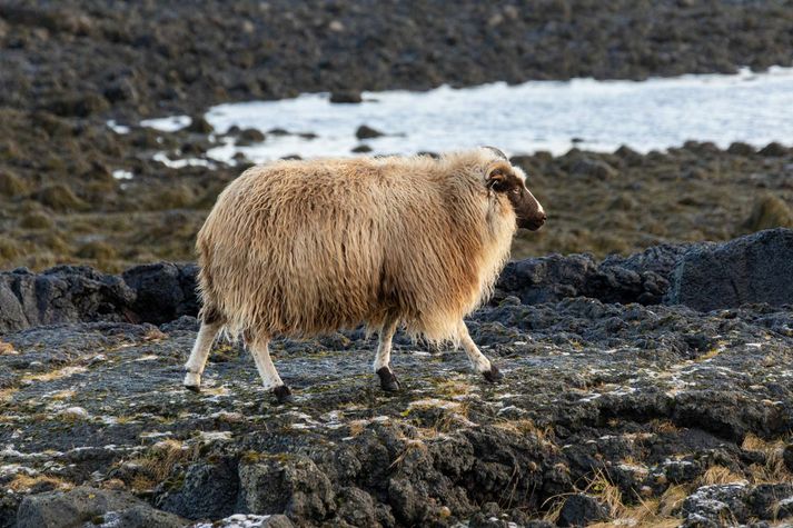 Hrúturinn hafði átt samgang við riðuveika kind.