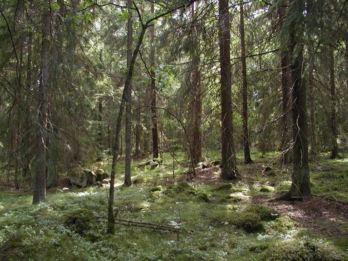 Frá Smálöndum í Suður-Svíþjóð. Svona var umhorfs á Grænlandi.