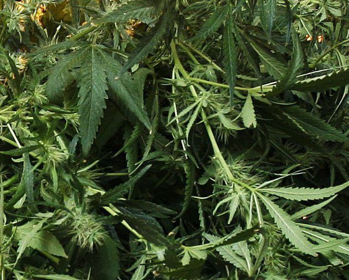 Maðurinn var tekinn með plöntur og lauf.