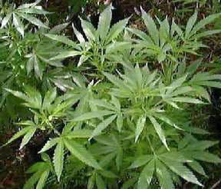 kannabisræktun Sett hafði verið upp svokölluð vatnsræktun á bænum.