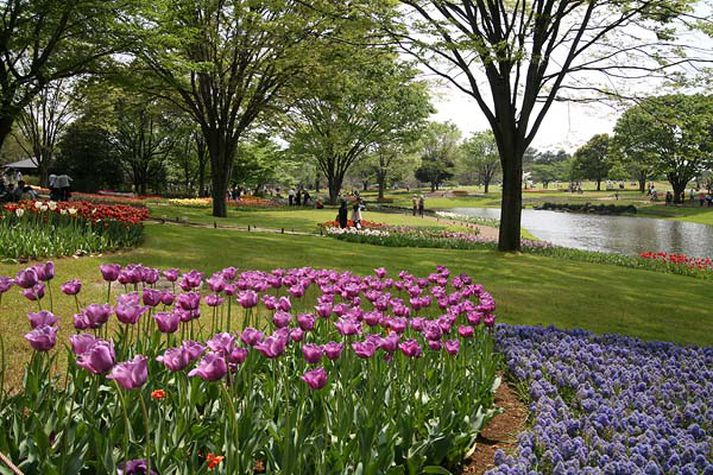 Almenningsgarður í Tókýó.