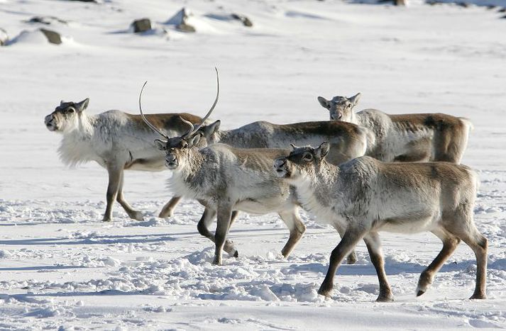 Vegagerðin vekur athygli ökumanna á því að hreindýrahjarðir hafa sést á ferli víða við vegi á Austurlandi. Þeir eru beðnir um að sýna aðgát.