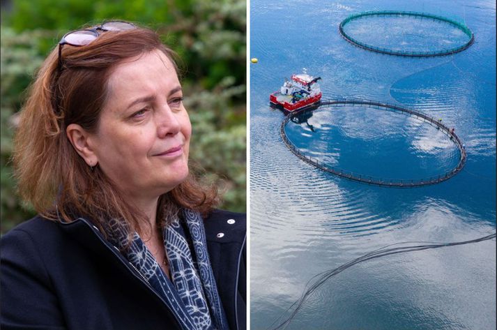 Svandís Svavarsdóttir matvælaráðherra brást skjótt við ábendingum og dró svar sitt þess efnis að ekki séu nein staðfest dæmi um erfðablöndun eldislaxa og villtra íslenskra laxa.