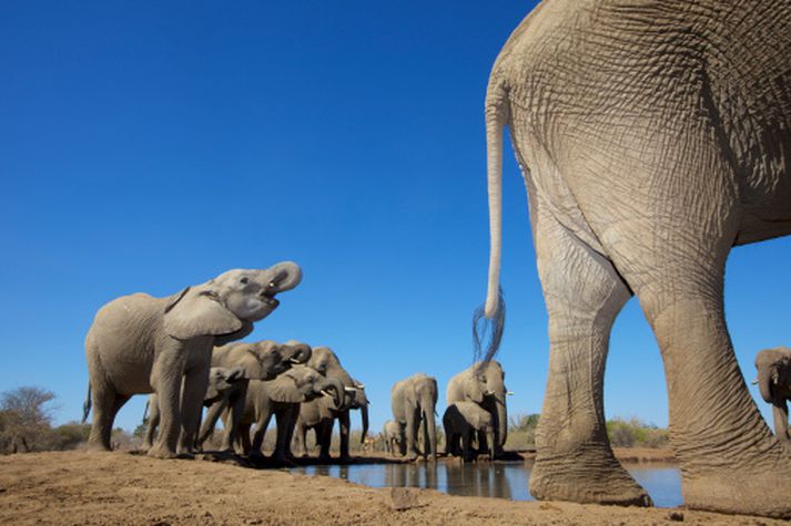 Varað er við að með áframhaldandi veiðiþjófnaði kunni dýrin að deyja út á næstu hundrað árum.