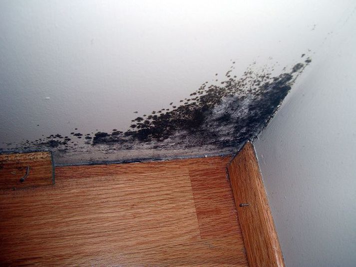 Greiningar vegna myglusvepps skipta tugum.