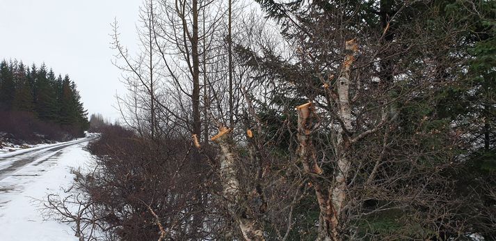 Starfsmenn Vegagerðarinnar söguðu og brutu niður tré sem talið er að gætu eft snjómokstur á svæðinu