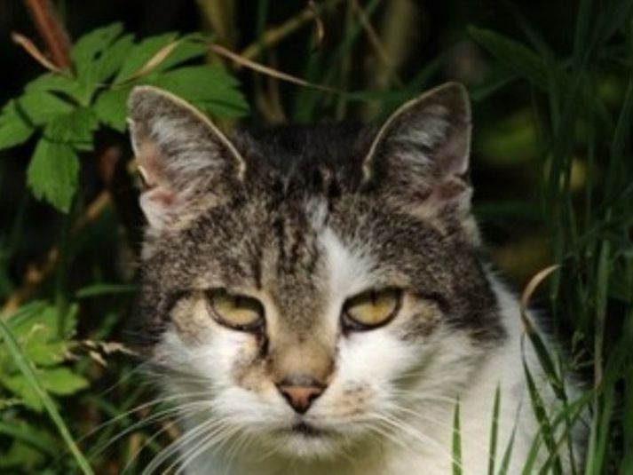 Það er sem betur fer ekki á hverjum degi sem köttur kveikir í íbúð. Mynd/ afp.