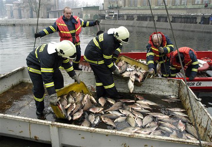Slökkviliðsmenn í Nyburck í Tékklandi setja dauðan fisk úr Saxelfi í kar.