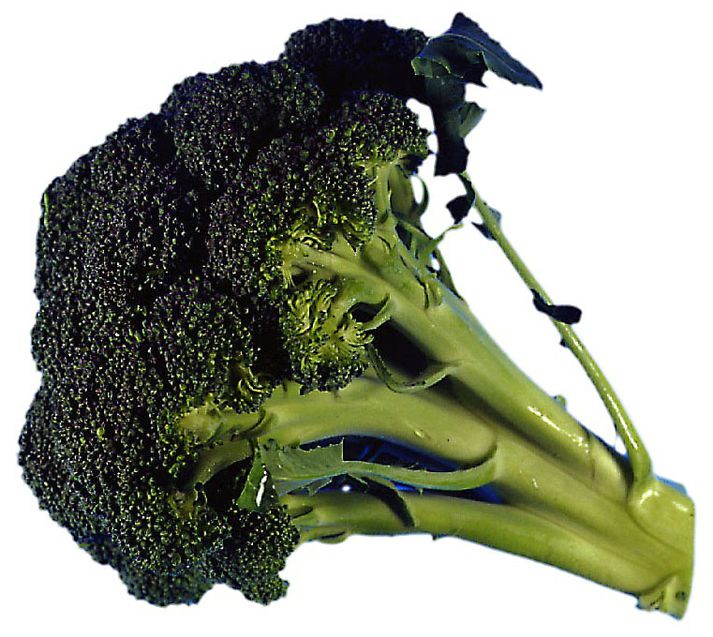 Þörf fyrir vítamín, steinefni, prótein og trefjaefni minnkar ekki þótt fólk eldist.