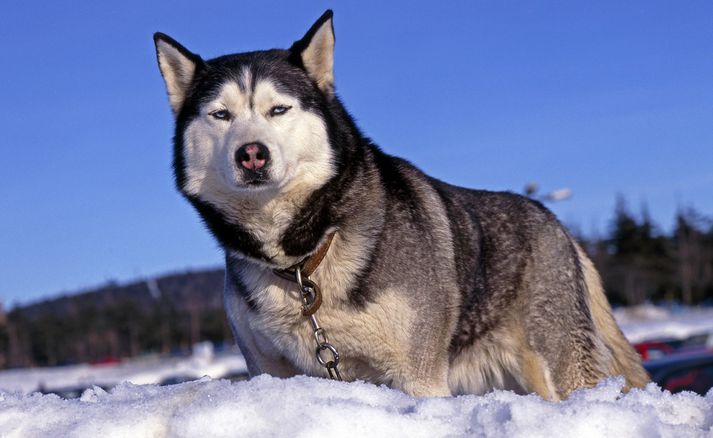 Hundurinn er af tegundinni Alaskan Malamute. Það skal tekið fram að hundurinn á myndinni er ekki sá sem um ræðir heldur er þetta þýskur hundur af sömu tegund.